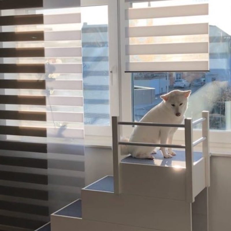 Hundetreppe Projekt