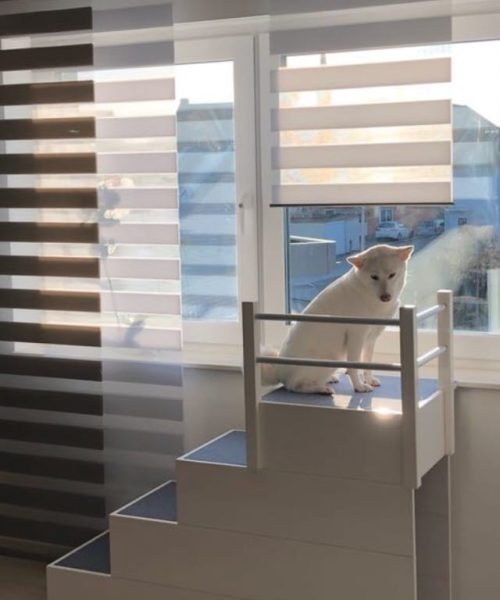 Hundetreppe Projekt